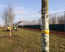 Młode drzewa na ulicy Kosmonautów. Sadzone są tu dorodne okazy, których obwód pani przekracza 30 cm