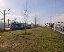 Młode drzewa na ulicy Kosmonautów. Sadzone są tu dorodne okazy, których obwód pani przekracza 30 cm