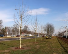 Młode drzewa na ulicy Kosmonautów. Sadzone są tu dorodne okazy, których obwód pani przekracza 30 cm