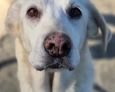 <p>Daisy to suczka, kt&oacute;ra zasługuje na nowy, pełen miłości dom po trudnej przeszłości. Zachowała niesamowitą miłość do ludzi, szuka bliskości, przytula się i radośnie macha ogonem.</p>