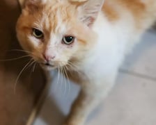 <p>Edek jest przekochany, łagodny, uwielbia ludzi,&nbsp; ociera się o nogi i doprasza o głaskanie (i jedzenie). Mimo pozytywnego wyniku tekstu FIV i FeLV oraz niewydolności nerek, kociak czuje się bardzo dobrze, ma dobry apetyt i dobre wyniki badań krwi. Wystarczy tylko odpowiednia karma i preparat Pronefra wspomagający pracę nerek.</p>