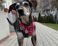 <p>Romek to wspaniały, przyjazny piesek. Kocha się przytulać, być blisko człowieka. W domu jest grzeczny, trzyma czystość, niczego nie niszczy.</p>