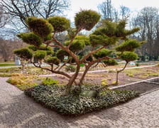 <p>Ogr&oacute;d Botaniczny Uniwersytetu Wrocławskiego otwiera się dla zwiedzających</p>