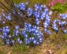 <p>Ogr&oacute;d Botaniczny Uniwersytetu Wrocławskiego otwiera się dla zwiedzających</p>