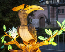 Garden of Lights – Dzika Azja