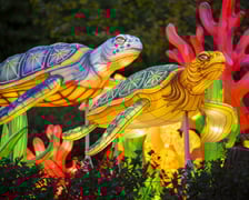 Garden of Lights – Dzika Azja