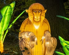 Garden of Lights – Dzika Azja