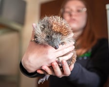 Otwarty Dzień Adopcyjny w Ekostraży - 15.03.2025