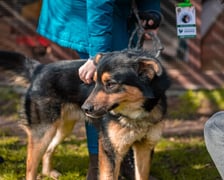Otwarty Dzień Adopcyjny w Ekostraży - 15.03.2025