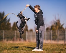 TANGO, 2 lata - energiczny, bardzo aktywny i wesoły. Nie przepada za innymi psiakami ale człowieka pokocha bezgranicznie.