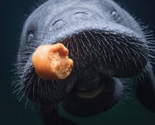 Manaty z wrocławskiego zoo