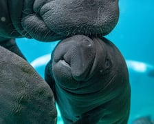 Manaty z wrocławskiego zoo