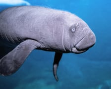 Manaty z wrocławskiego zoo