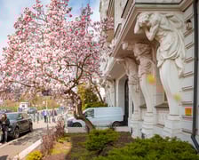 Magnolia na Podwalu - 30.03.2025 r.
