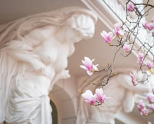 Magnolia na Podwalu - 30.03.2025 r.
