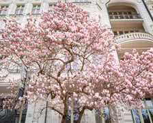 Magnolia na Podwalu - 30.03.2025 r.