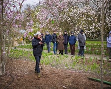 Festiwal Magnolii w Ogrodzie Botanicznym
