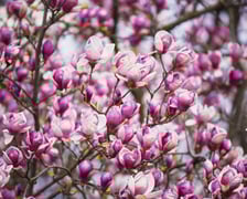 Festiwal Magnolii w Ogrodzie Botanicznym