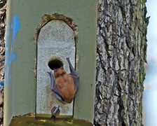 Borowiec wielki w parku Wschodnim we Wrocławiu