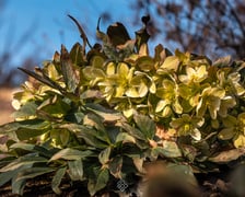 <h2>Otwarcie sezonu 2025 w Arboretum Wojsławice</h2>
<ul>
<li>Warsztaty florystyczne &bdquo;Świąteczne kompozycje&rdquo;, godz. 10:00-11:00, 12:00-13:00 i 15:00-16:00 (płatne, nie obowiązują zapisy).</li>
</ul>