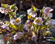 <h2>Otwarcie sezonu 2025 w Arboretum Wojsławice</h2>
<ul>
<li>Sacer z przewodnikiem &bdquo;Zapachniało, zajaśniało &ndash; wiosna ach to ty!&rdquo;, zaprasza z-ca dyrektora OBUWr ds. Arboretum Wojsławice &ndash; mgr inż. Tomasz Dymny, godz. 13.00.</li>
</ul>