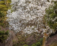 <h2>Otwarcie sezonu 2025 w Arboretum Wojsławice</h2>
<ul>
<li>Wykład &bdquo;Co łączy ćmę bukszpanową i szopa pracza? Znaczenie występowania gatunk&oacute;w inwazyjnych w przyrodzie&rdquo;, zaprasza mgr inż. Tomasz Biwo z Parku Krajobrazowego &bdquo;G&oacute;ra Św. Anny&rdquo;, godz. 11.00.</li>
</ul>