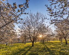 <h2>Otwarcie sezonu 2025 w Arboretum Wojsławice</h2>
<ul>
<li>Wystawa malarska prac Romana Mrozowskiego &bdquo;Beauty lines&rdquo;, wernisaż godz. 12.30</li>
</ul>