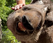 <p>Tapirzyca Sara we wrocławskim zoo</p>
