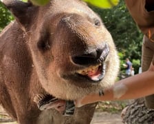 <p>Tapirzyca Sara we wrocławskim zoo</p>