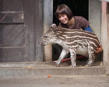 <p>Tapirzyca Sara we wrocławskim zoo</p>