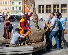Sadzenie drzew na Rynku we Wrocławiu