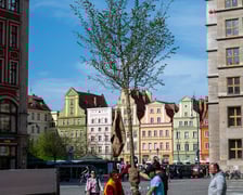 Sadzenie drzew na Rynku we Wrocławiu