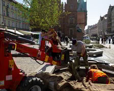 Sadzenie drzew na Rynku we Wrocławiu