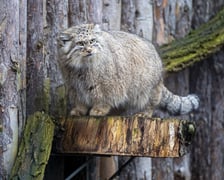 Pokazowe karmienie manuli we wrocławskim zoo