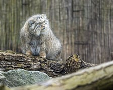 Pokazowe karmienie manuli we wrocławskim zoo