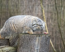 Pokazowe karmienie manuli we wrocławskim zoo