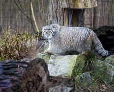 Pokazowe karmienie manuli we wrocławskim zoo
