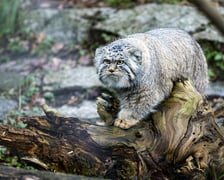 Pokazowe karmienie manuli we wrocławskim zoo