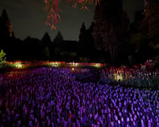 <p>Iluminacje tulipan&oacute;w nocą w Ogrodzie Botanicznym UWr</p>