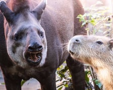 <p>Tapir i kapibara</p>