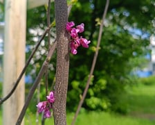 <p>Nasadzenia, kt&oacute;re pojawiły się na wrocławskich podw&oacute;rkach. To ponad 200 drzew</p>