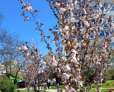 <p>Nasadzenia, kt&oacute;re pojawiły się na wrocławskich podw&oacute;rkach. To ponad 200 drzew</p>