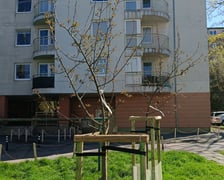 <p>Nasadzenia, kt&oacute;re pojawiły się na wrocławskich podw&oacute;rkach. To ponad 200 drzew</p>