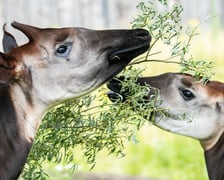 <p>Okapi</p>