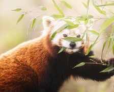<p>Panda mała</p>