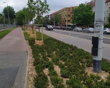 Wiosenne nasadzenia ZZM we Wrocławiu