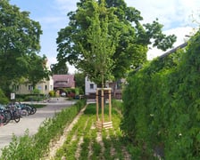 Wiosenne nasadzenia ZZM we Wrocławiu