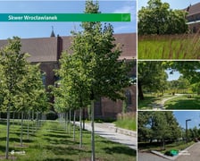 Skwer Wrocławianek - zamiana dawnego parkingu w zieloną przestrzeń.