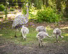 Młode nandu plamiste z wrocławskiego zoo