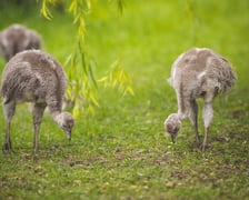 Młode nandu plamiste z wrocławskiego zoo